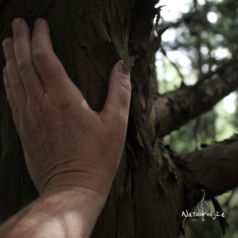 Ontmoeting met Bomen – Verdiepende Natuurwandeling | Prijs per persoon